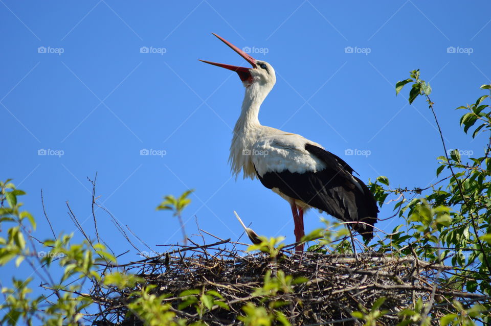 stork