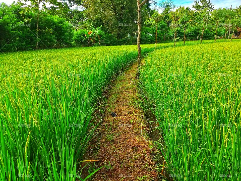 beautiful rice plant landscape