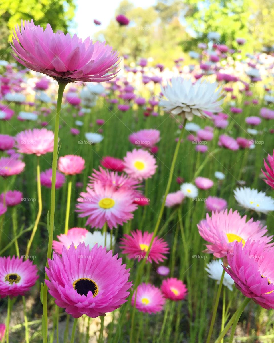 Field of pink flowers