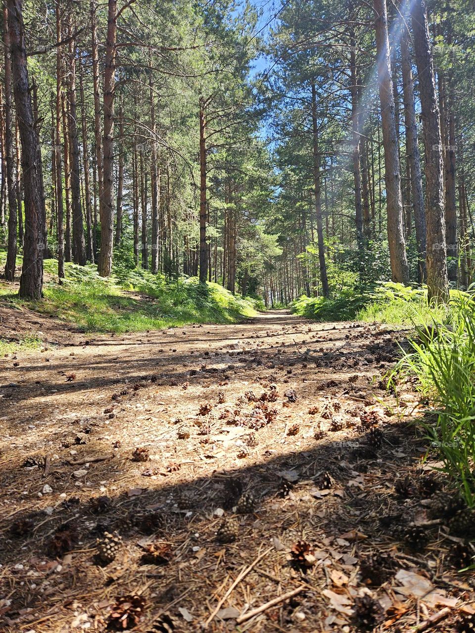 the smell of this forest ennobles my soul