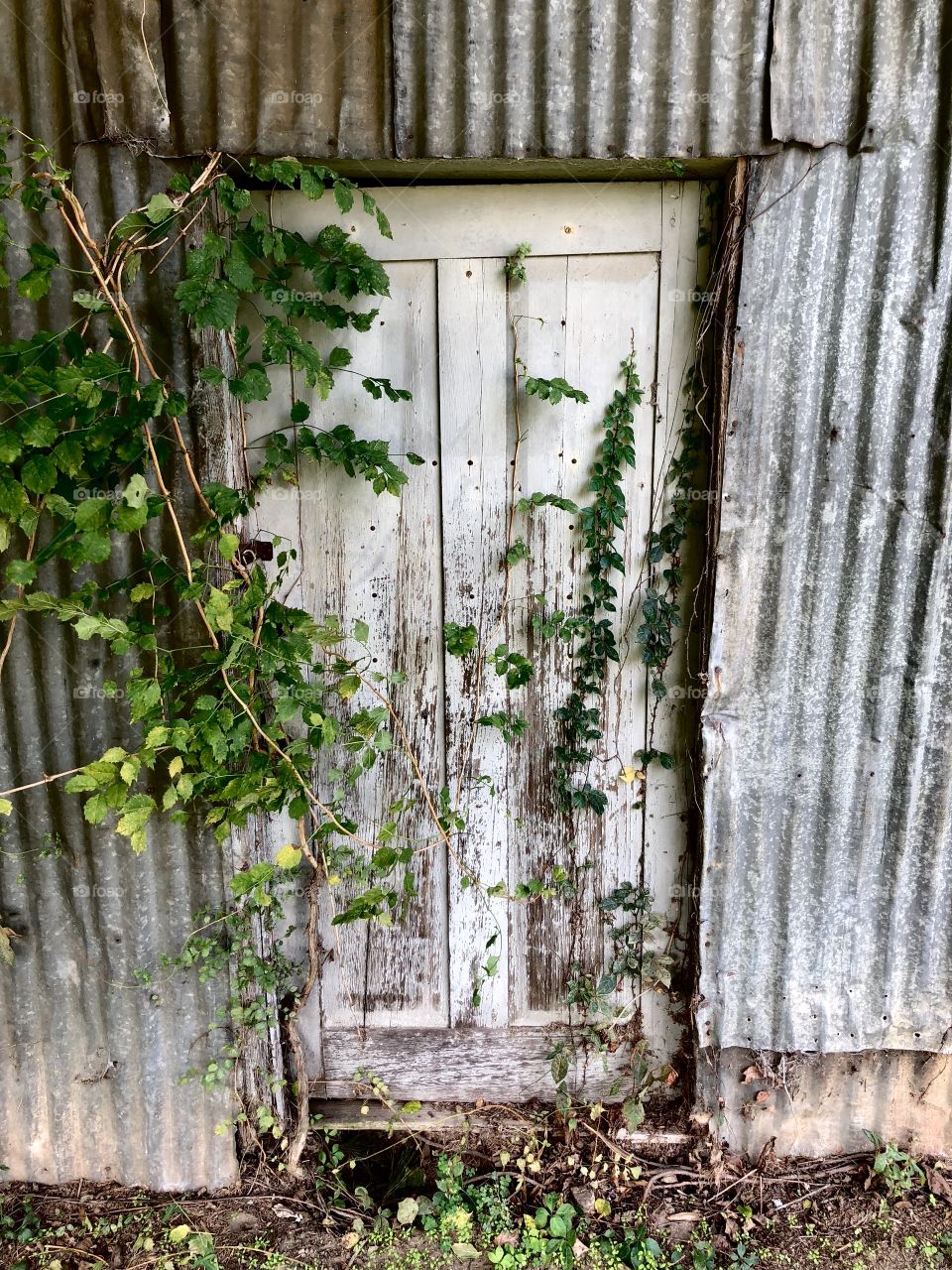 Old vine covered door