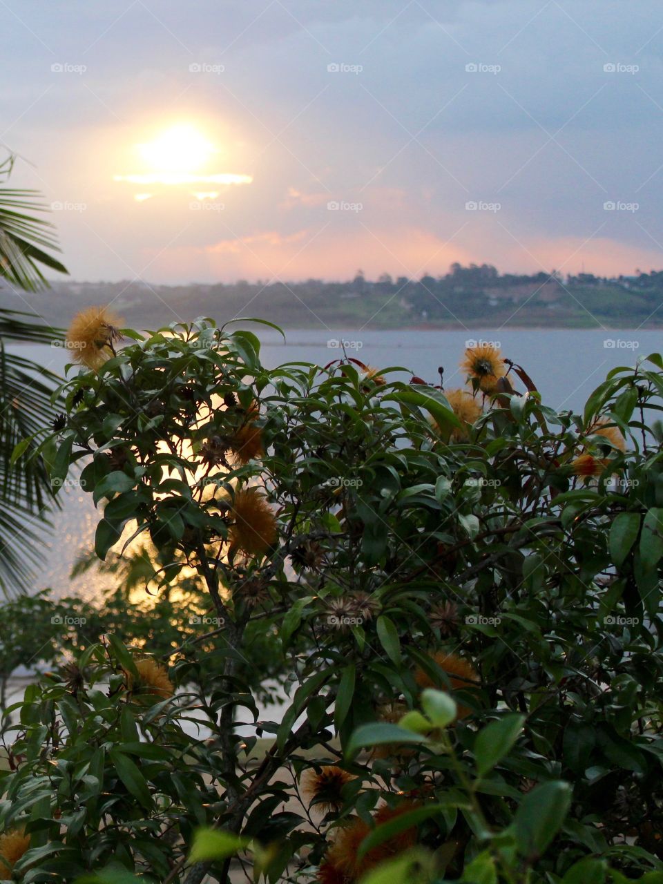 Flowers and Sunset