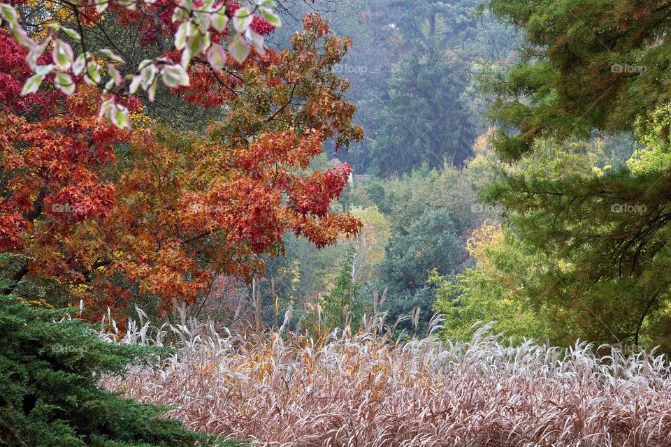 autumn tree in the park