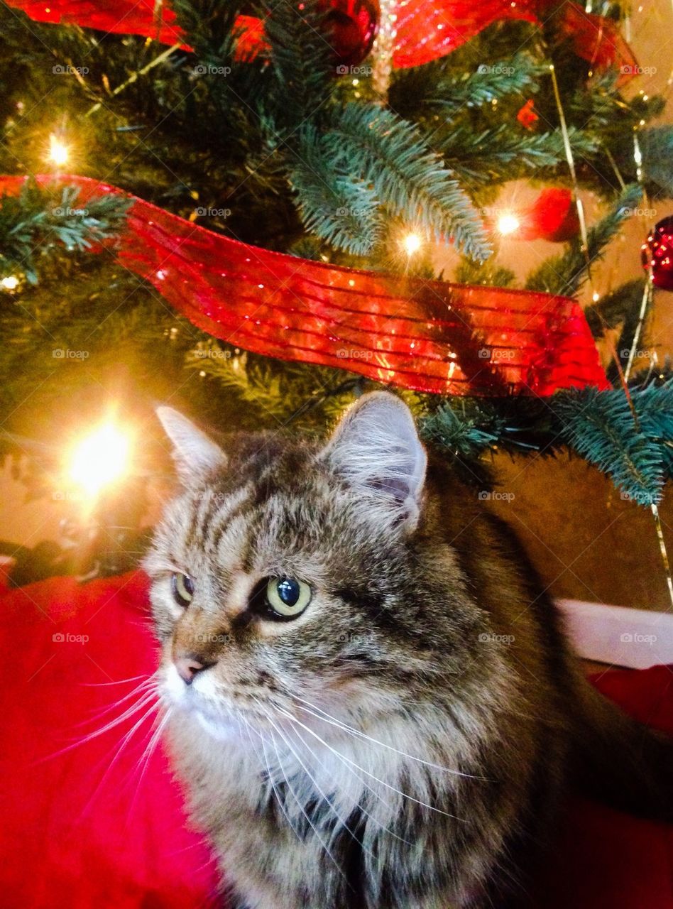 Cat under Christmas tree