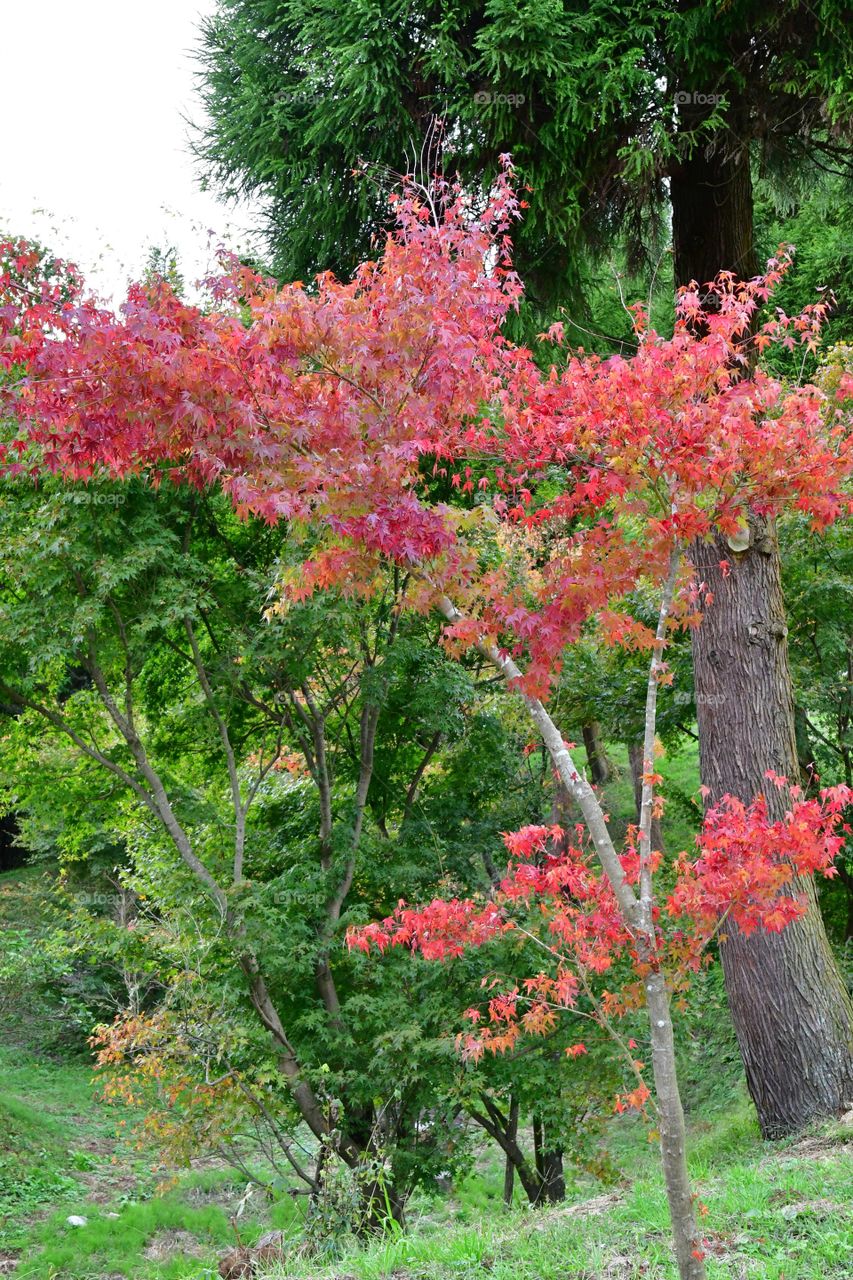 Fall foliage