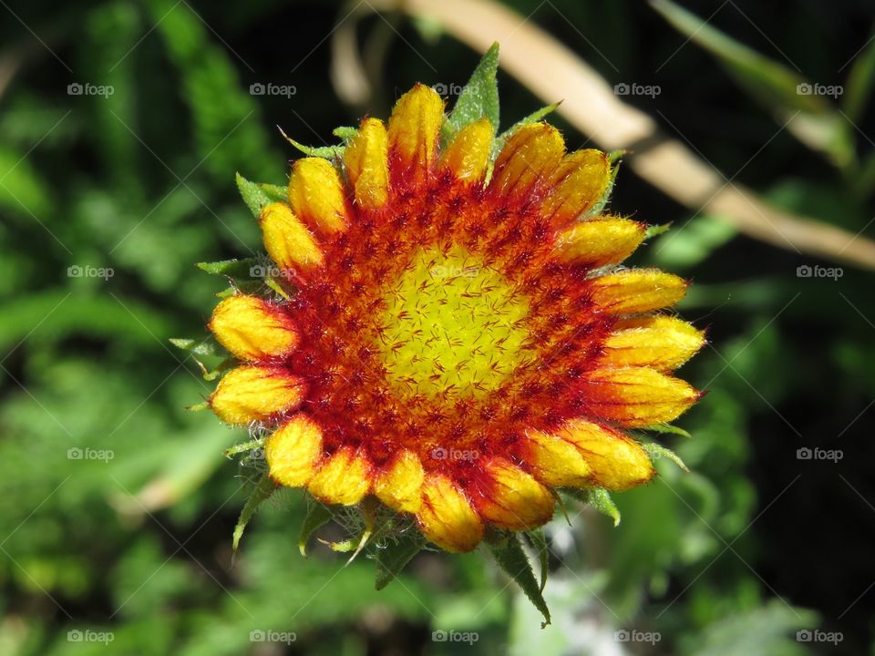 A beautiful red and yellow flower