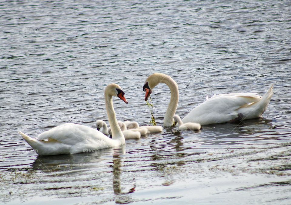 family of mute swan