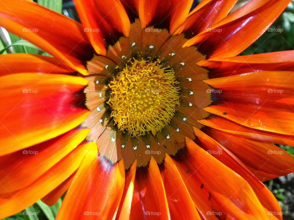 orange symphony flowering in all its perfect glory