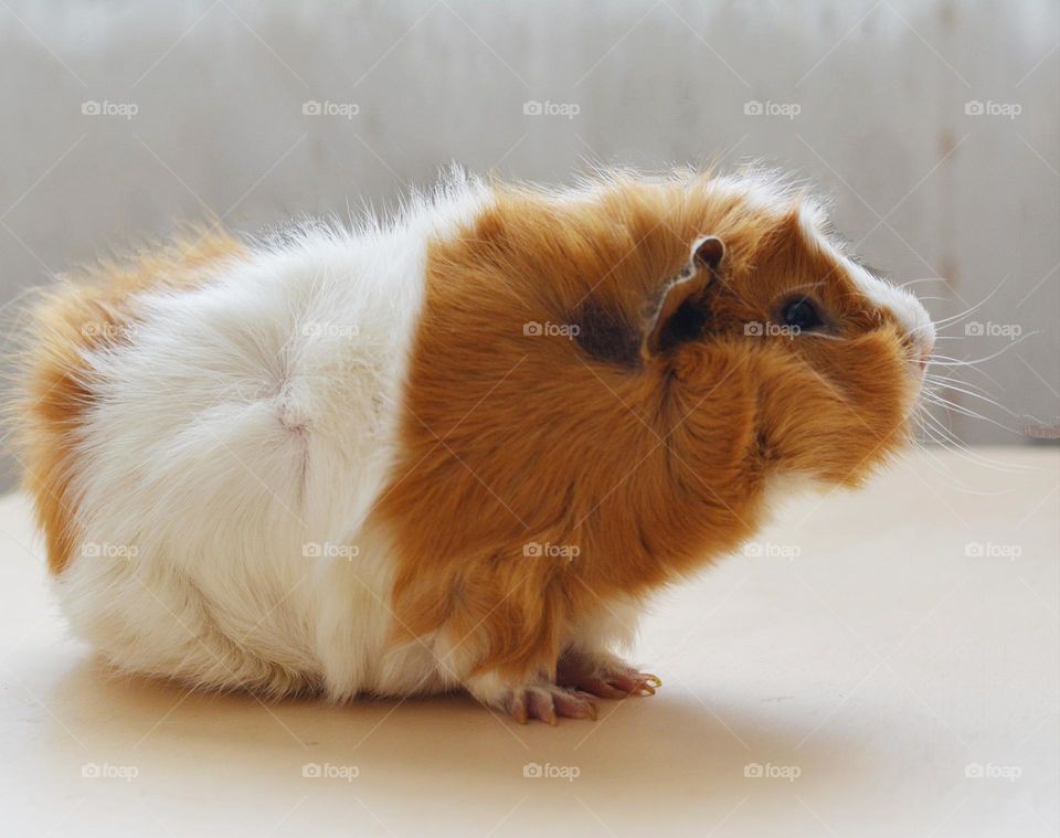 Guinea pig beautiful portrait