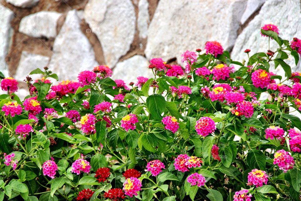 Lantana and stone