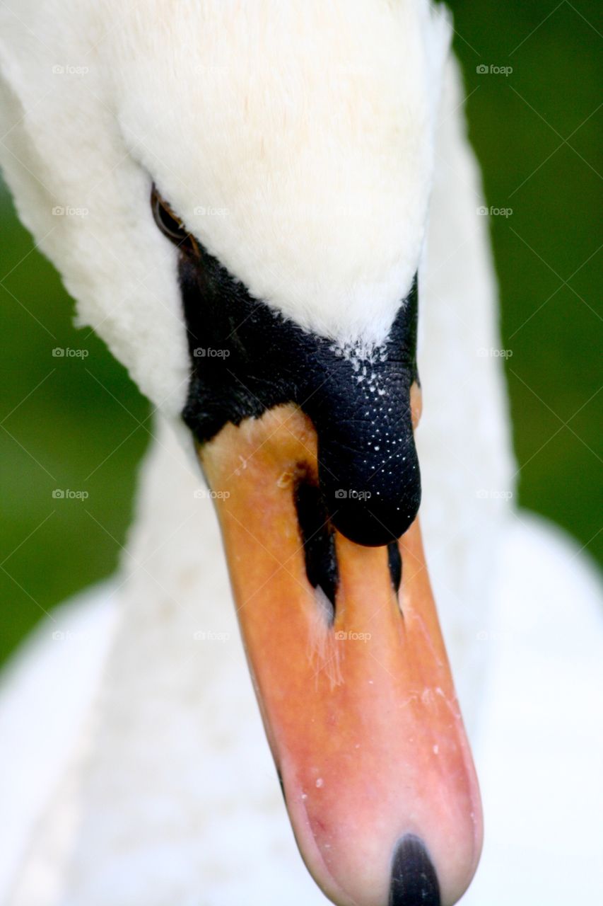 Swan portrait
