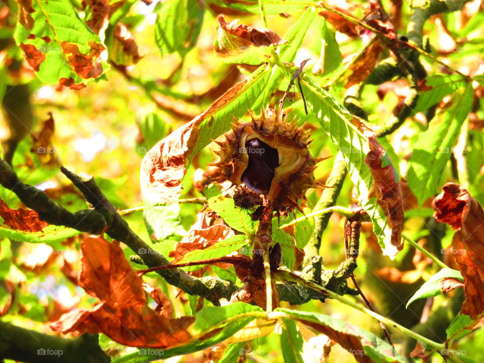 View of dry leaves and fruit