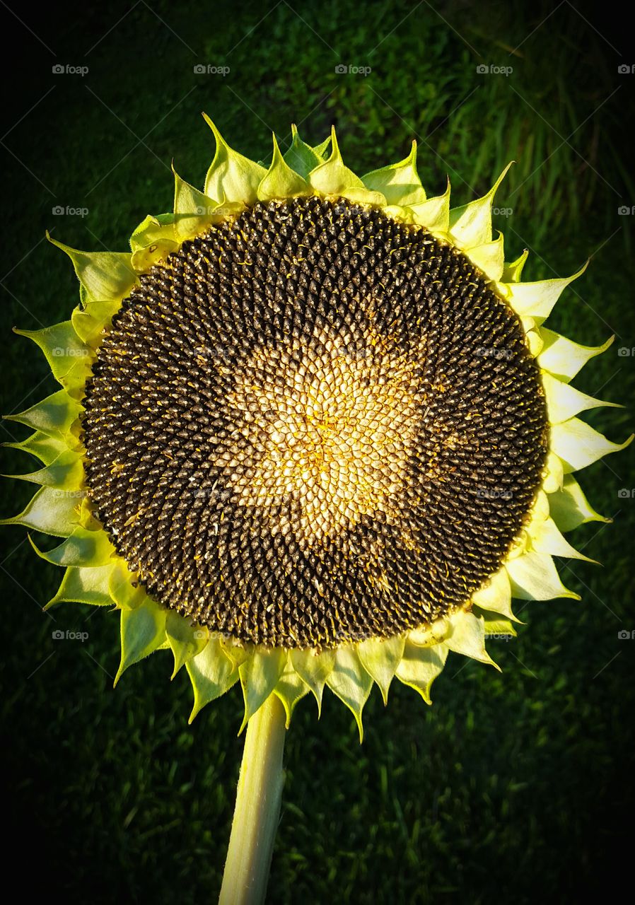 sunflower pattern