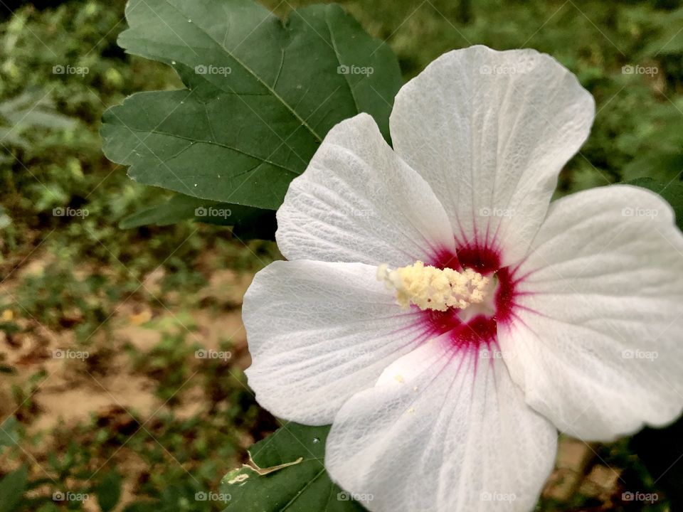 Closeup flowering shrub by walking trail 