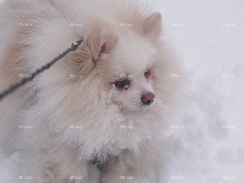 my favorite dog, my spitz, winter, snow, winter walk, frost,
