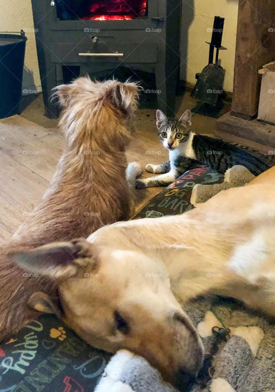 A young cat resting by the fireplace with the dogs