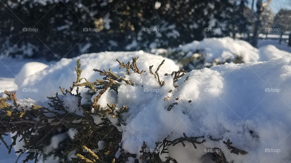snowy branches
