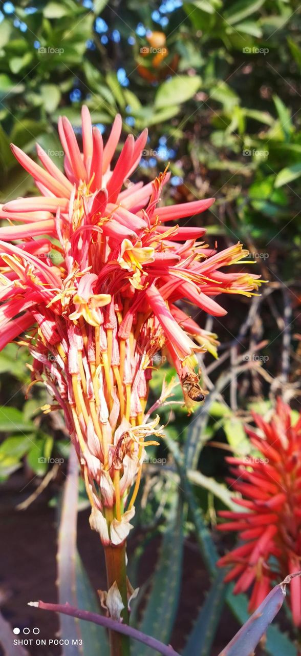 a bee on a red flower.