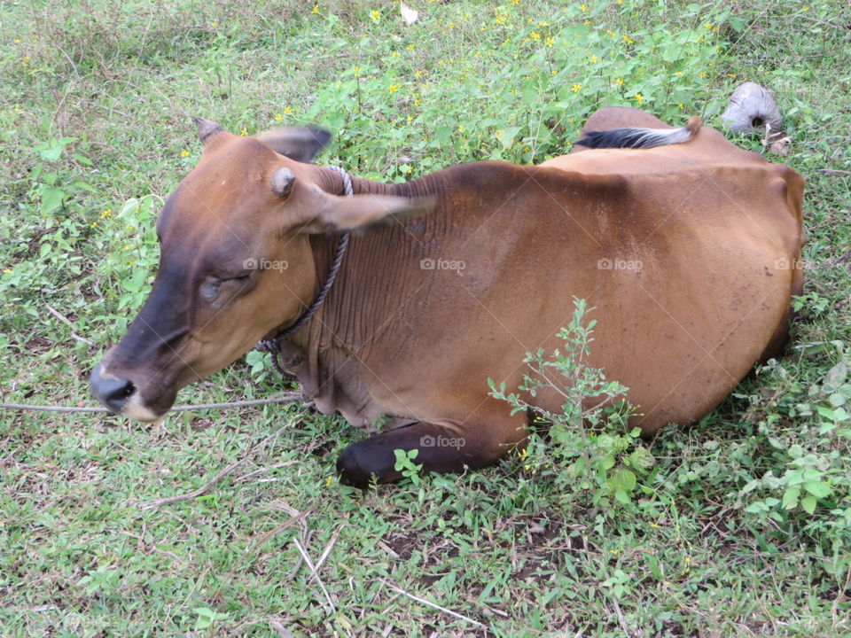 Resting Cow