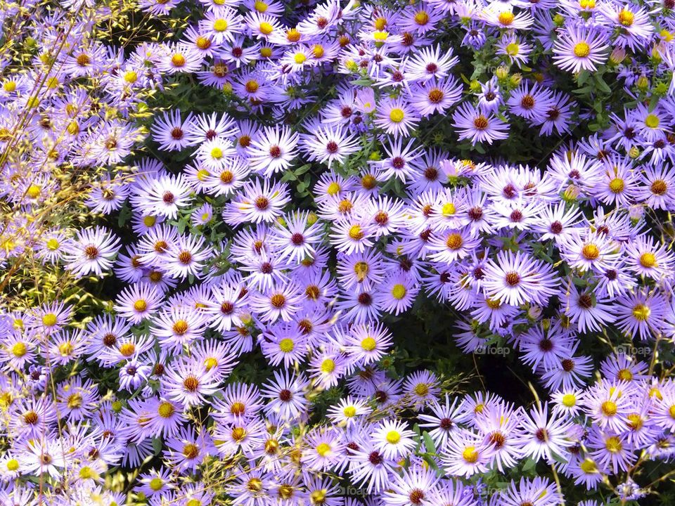 NEW YORK CITY HIGH LINE PARK FLOWERS