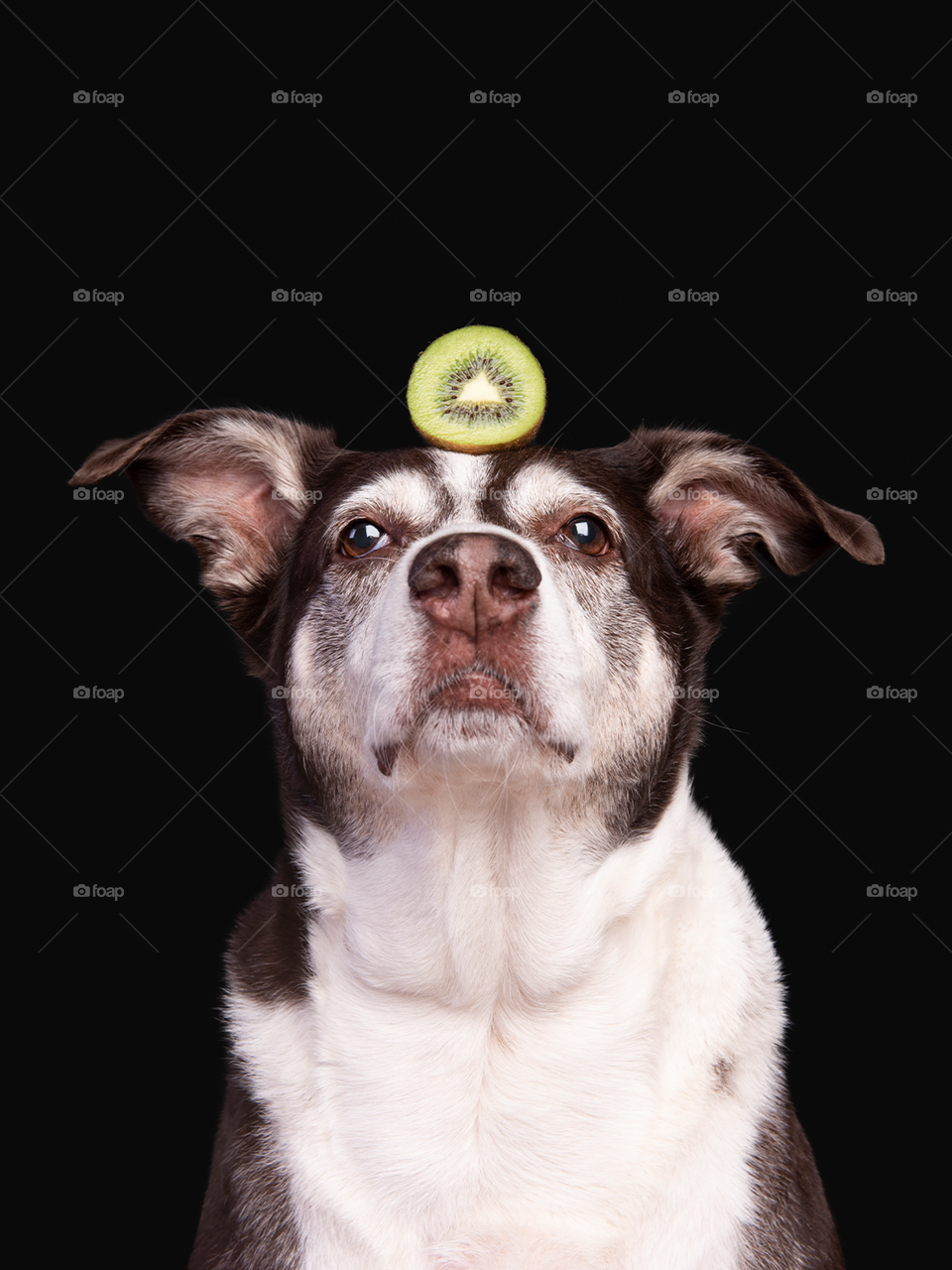 Cachorro com fruta kiwi na cabeça e fundo preto de estúdio fotográfico 