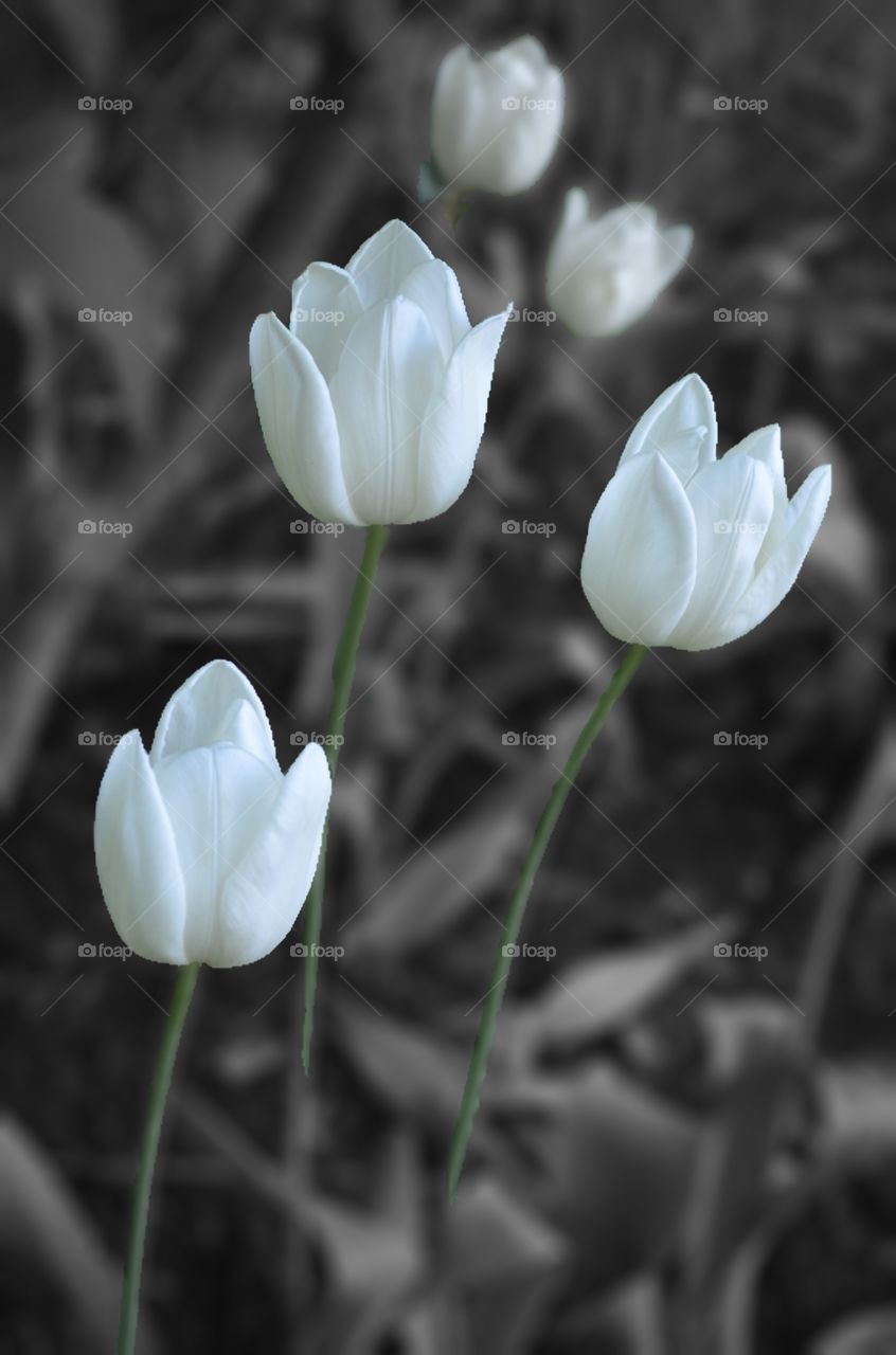 White Tulips