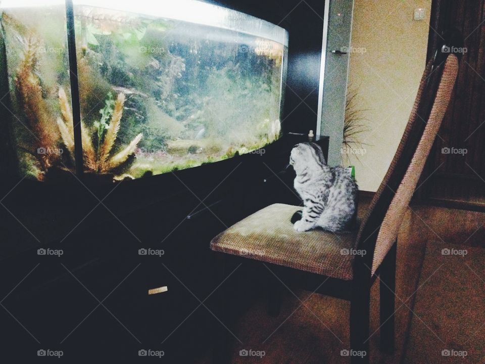 kitten watching at aquarium