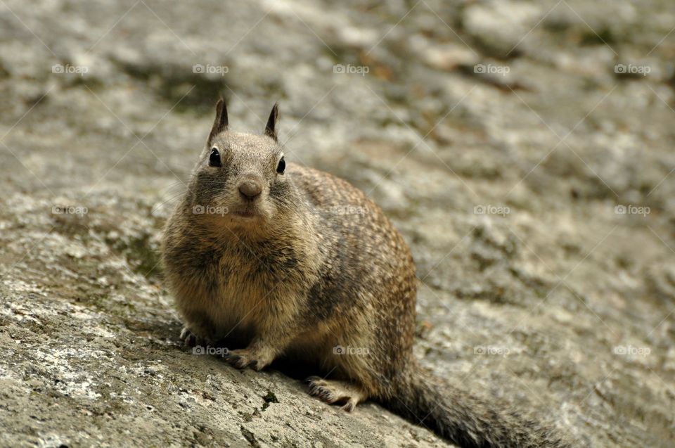 Yosemite forest squirrel