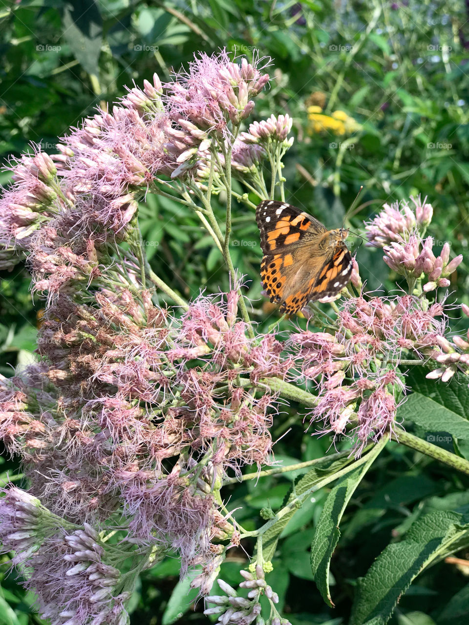 Trip to the butterfly preserve in Elkton, Oregon 