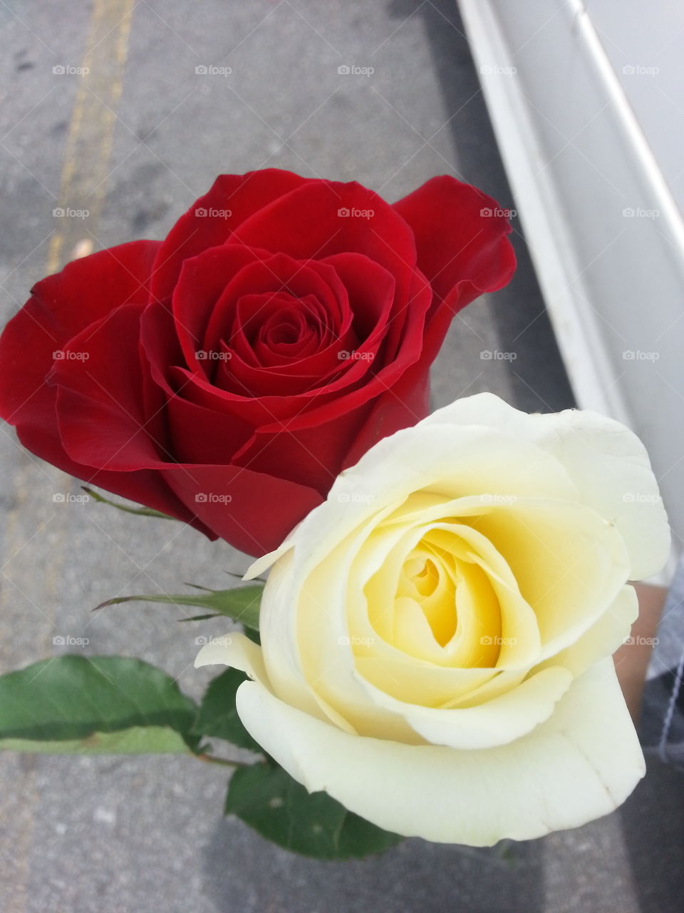 Dos Roses