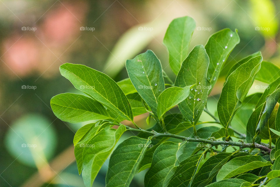 green colour story 