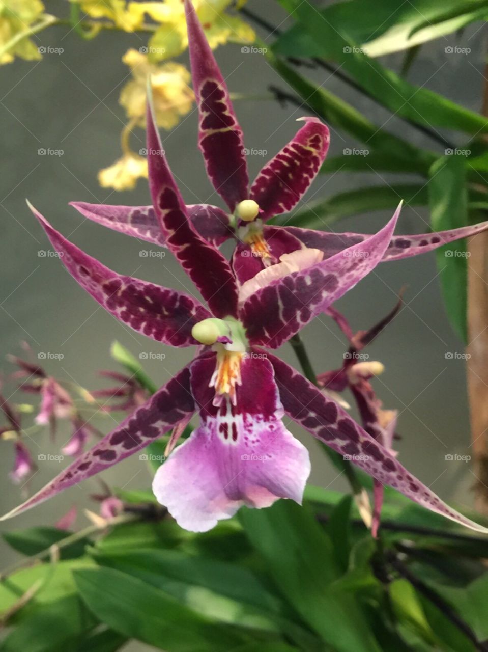 Orchid from Chicago Botanical Gardens , Chicago Orchid Show 2016.