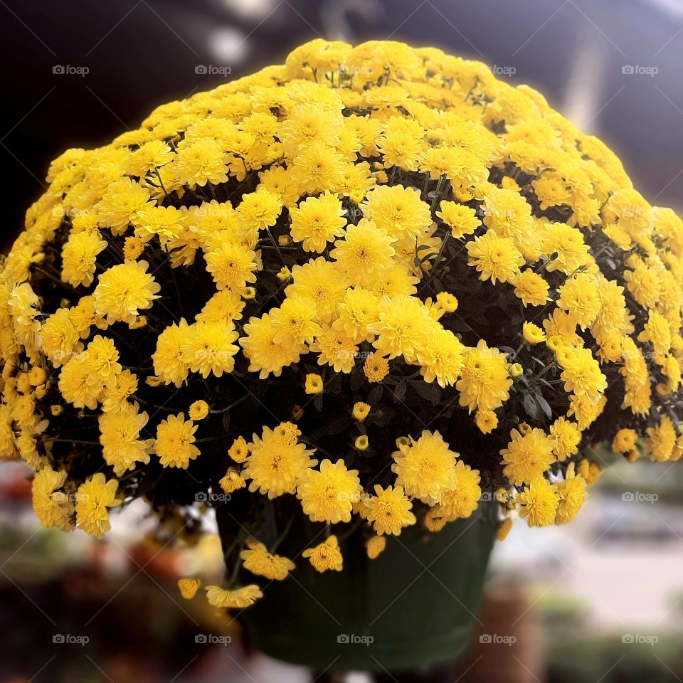 Yellow mums.