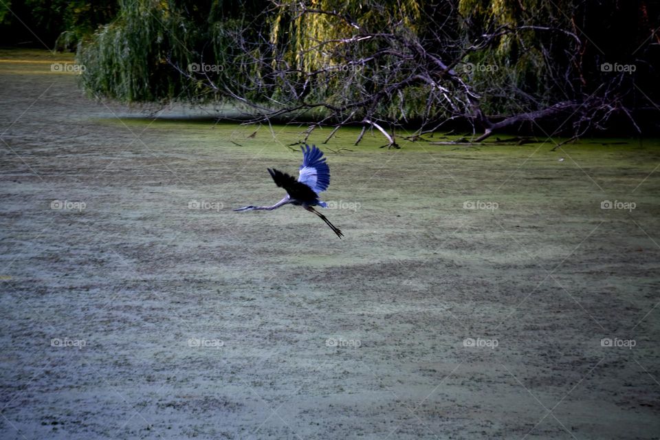 Blue Heron