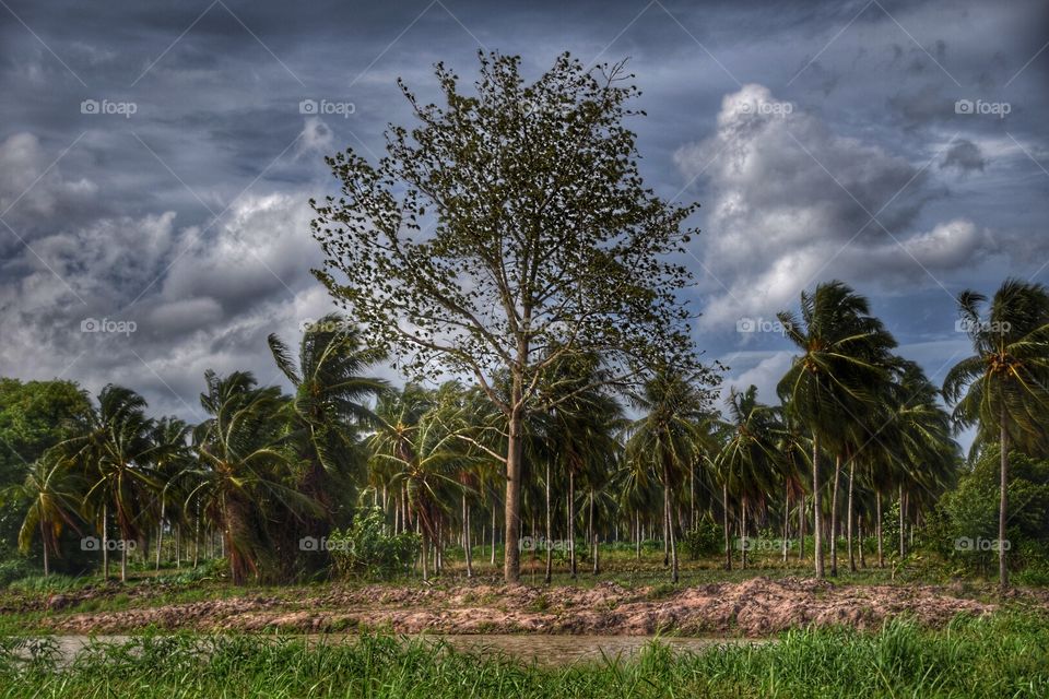 Suburban coconut farm . Suburban coconut farm , Beautiful landscape. Bluesky 