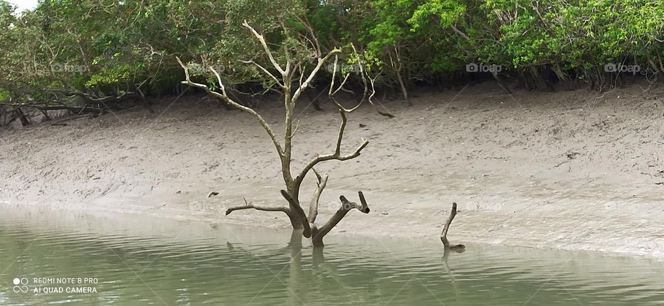 Dead tree in Sundarbans