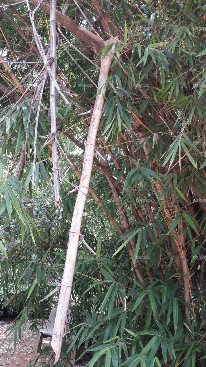 bamboo