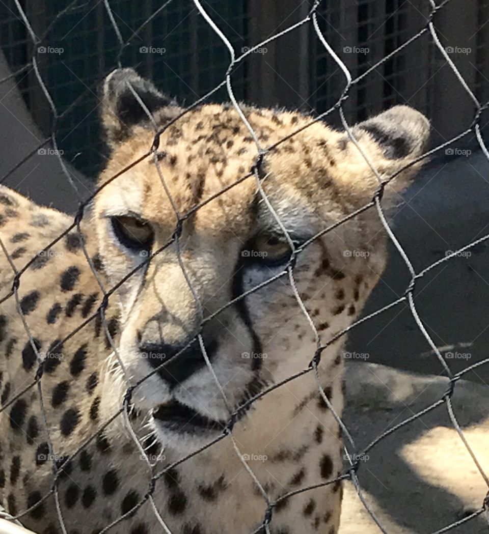 Cheetah at the zoo 
