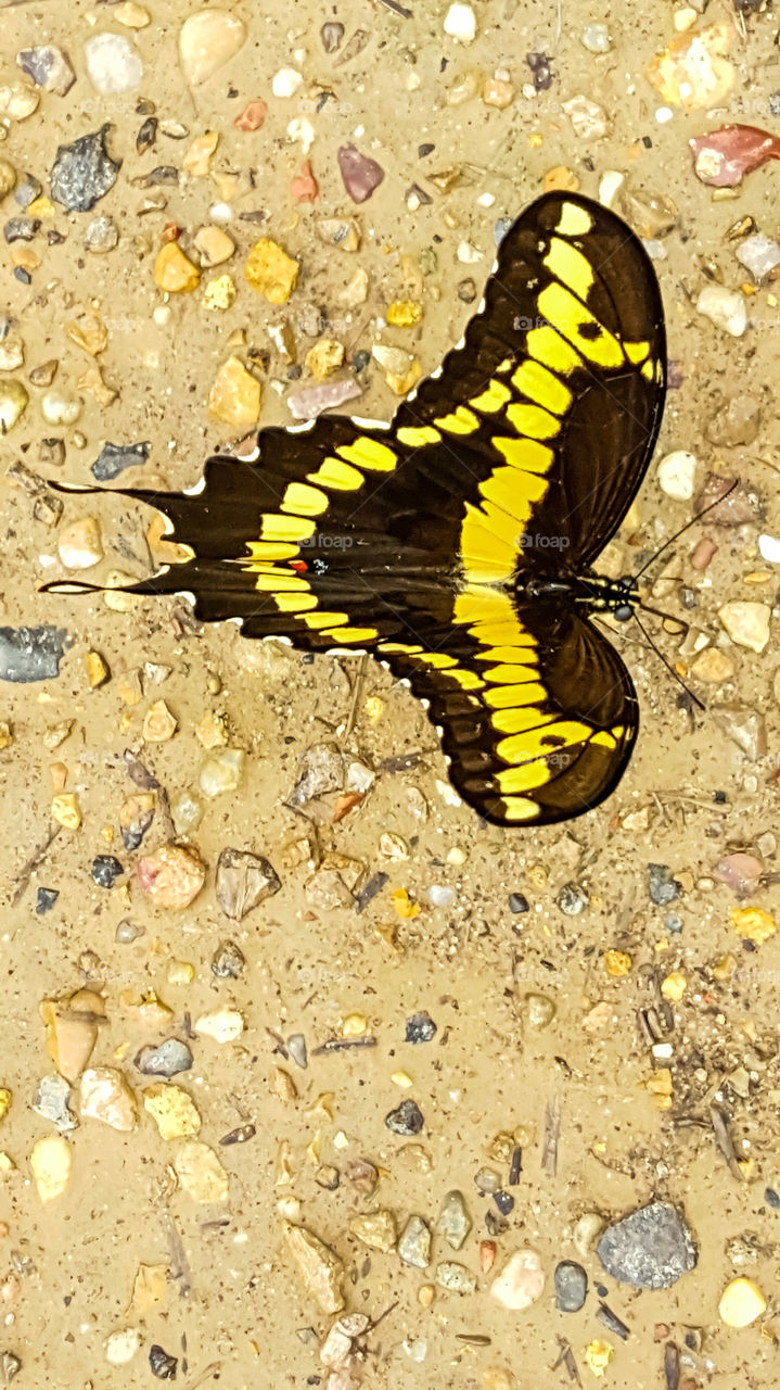 yellow and black butterfly on ground drinking water