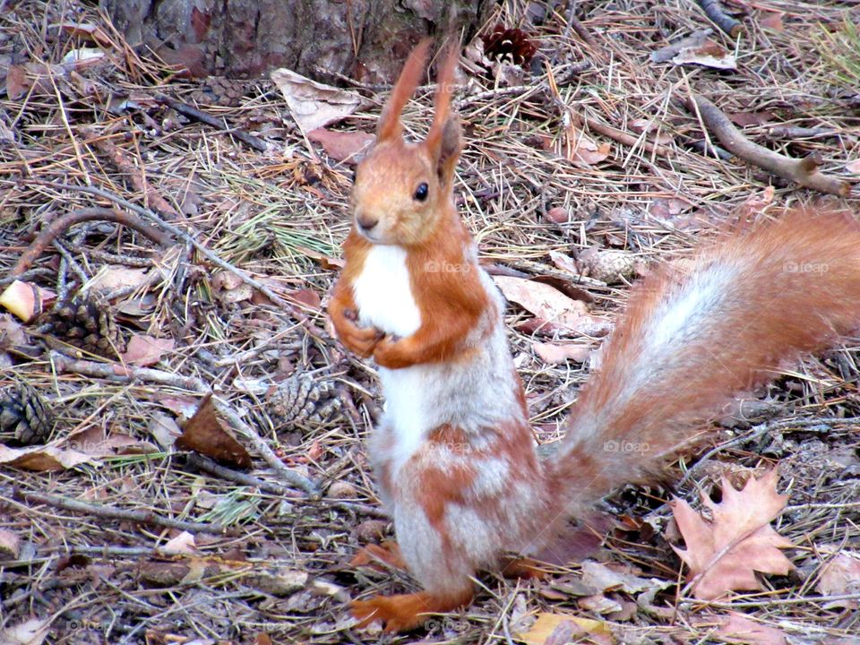 wild squirrel changes fur coat, sheds