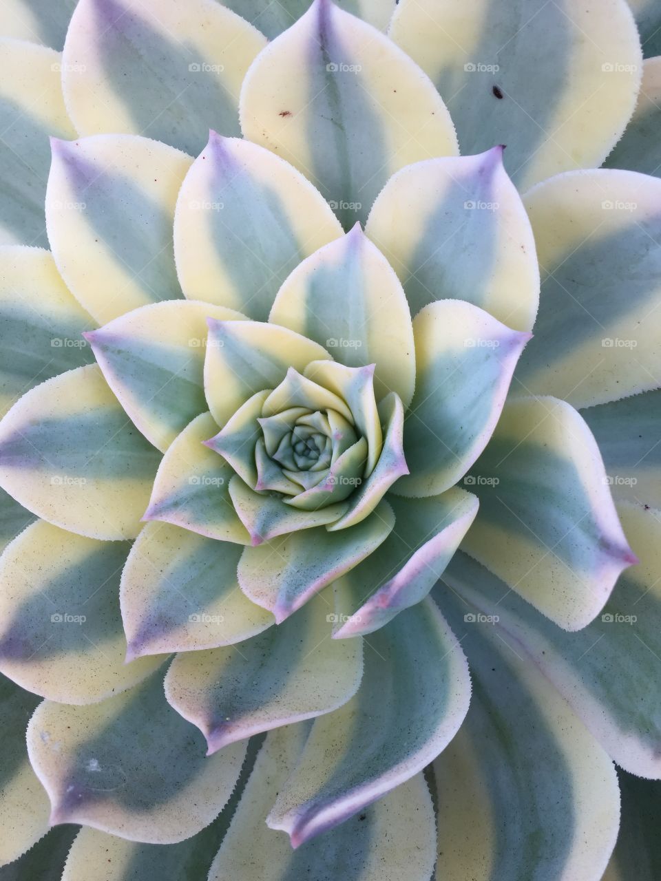 Sunburst Aeonium