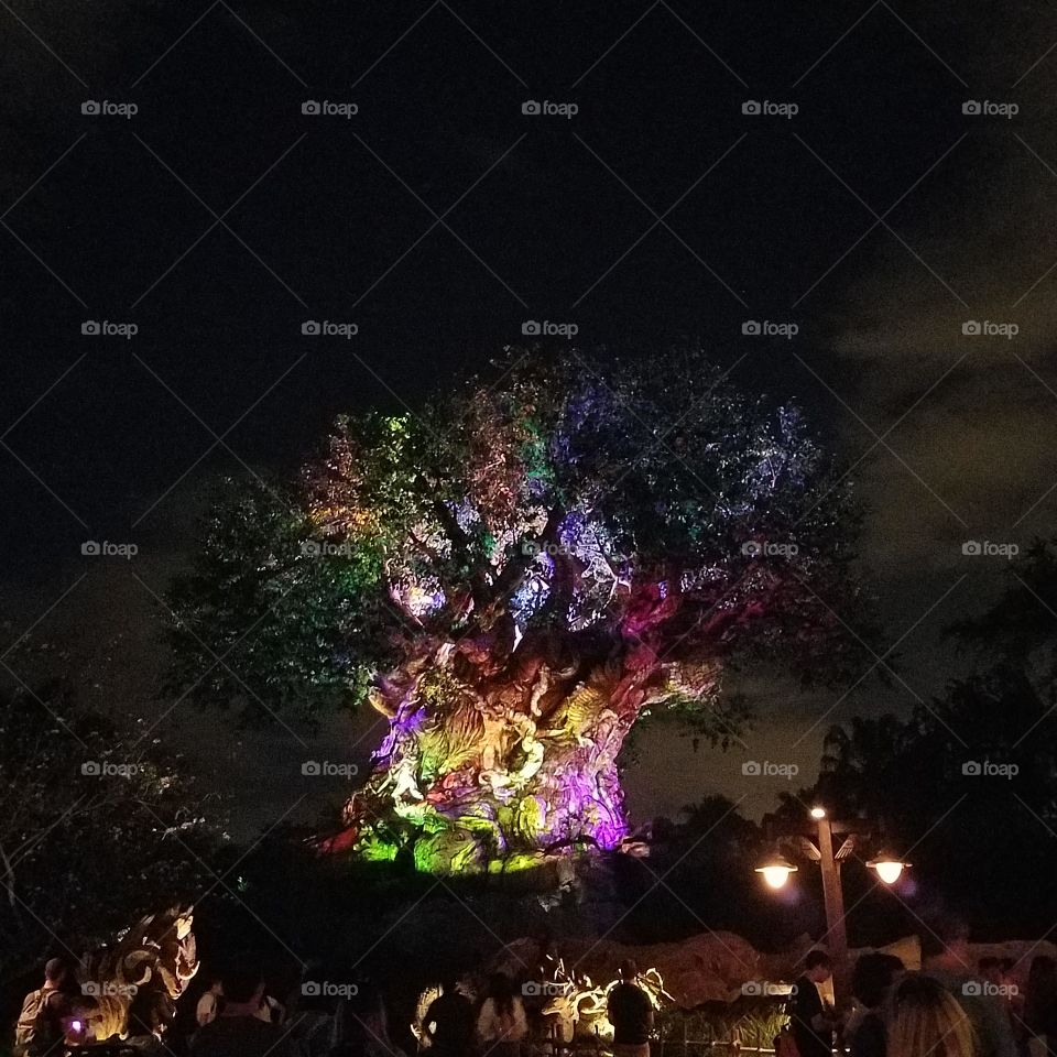 Disney's Animal Kingdom Theme Park Tree of life