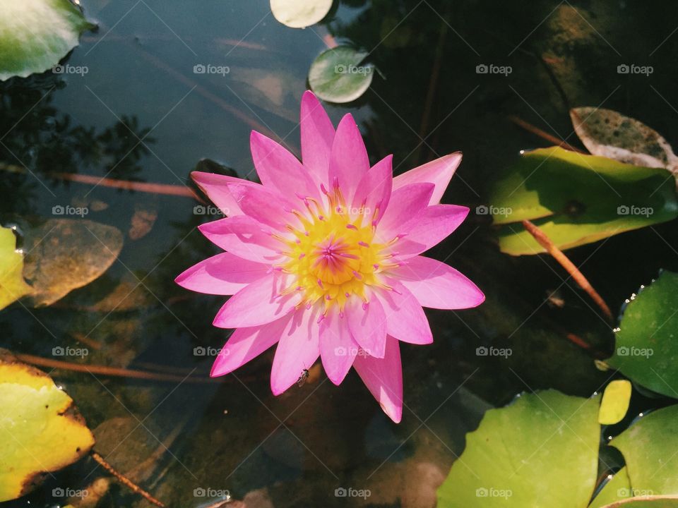 Waterlily