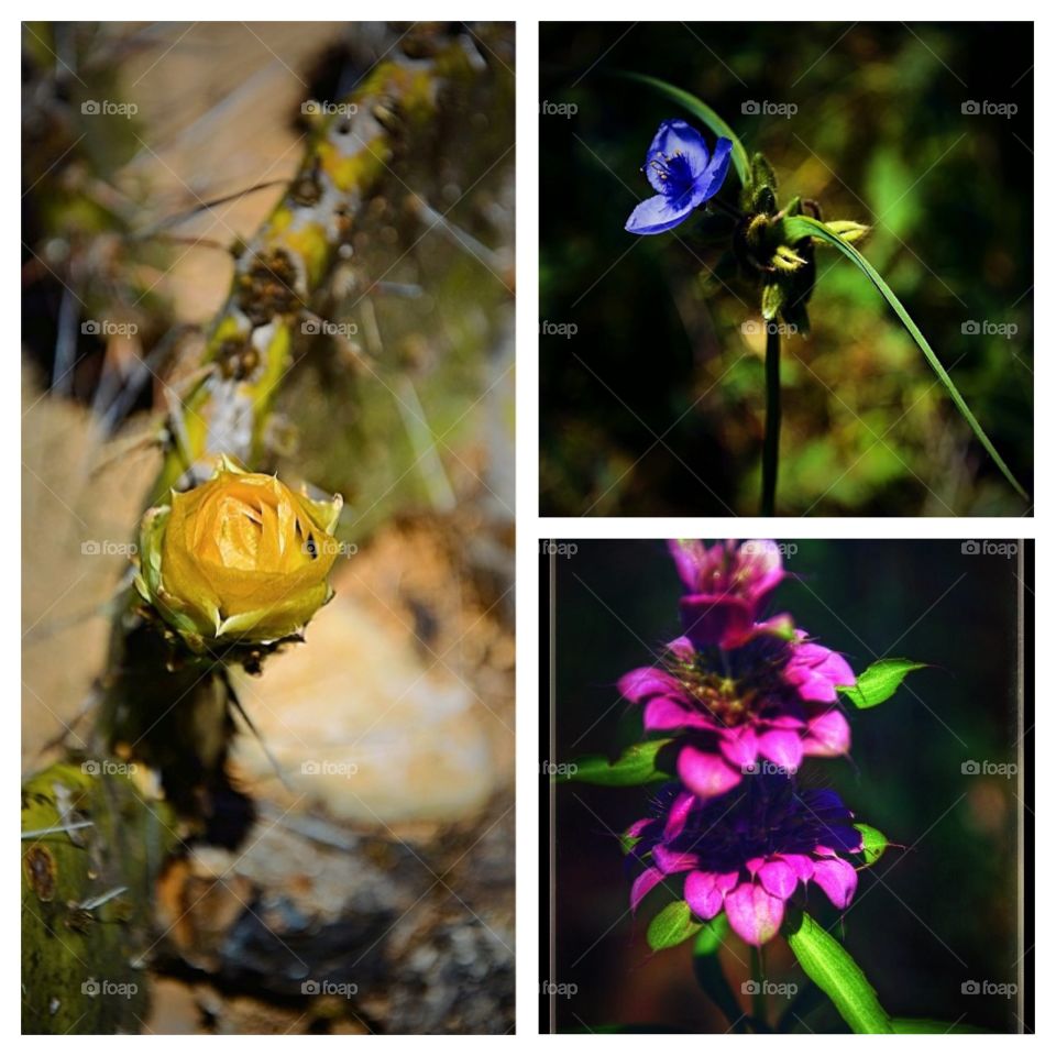 Texas Hill Country Flowers