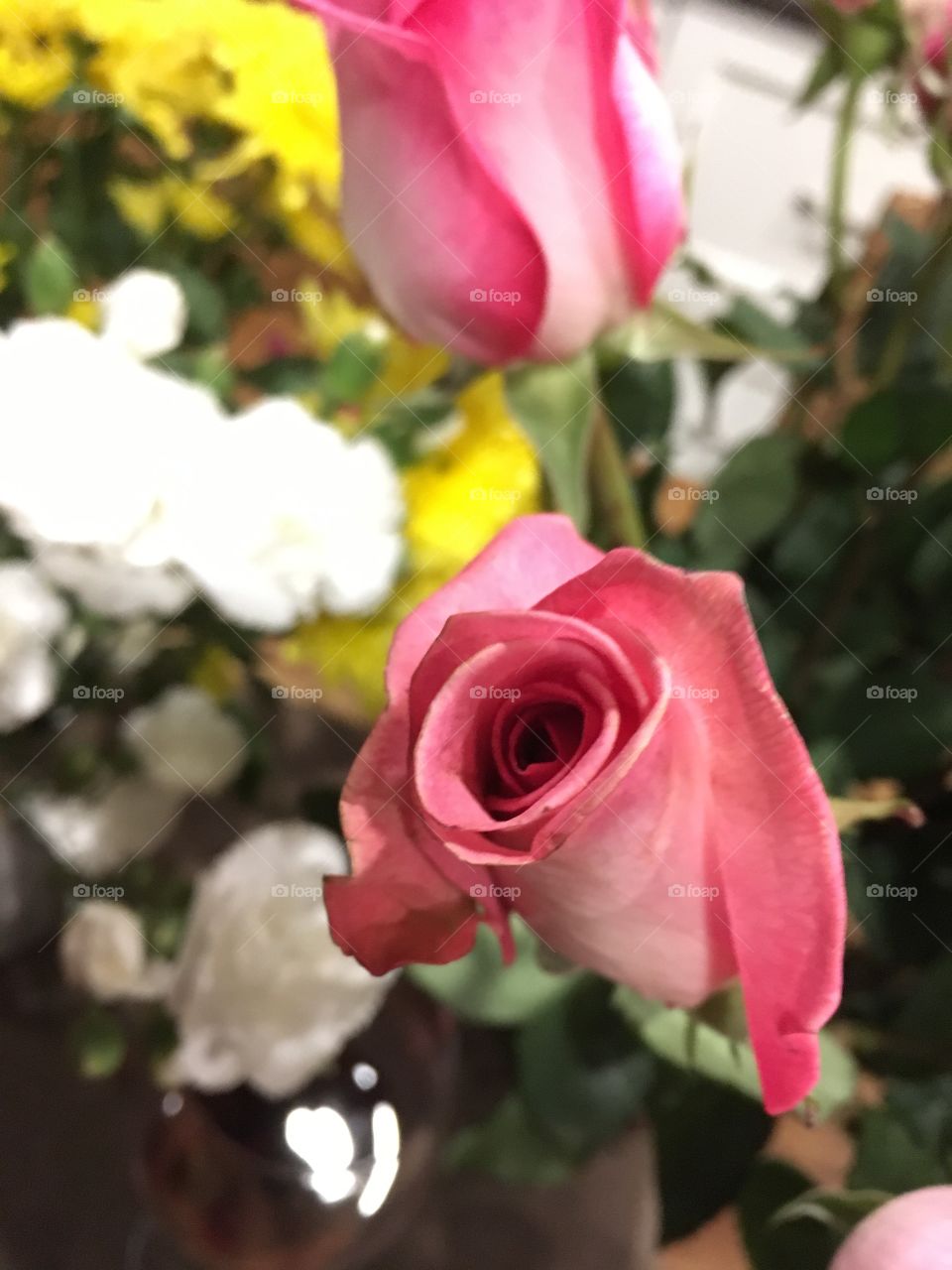 Pink roses 