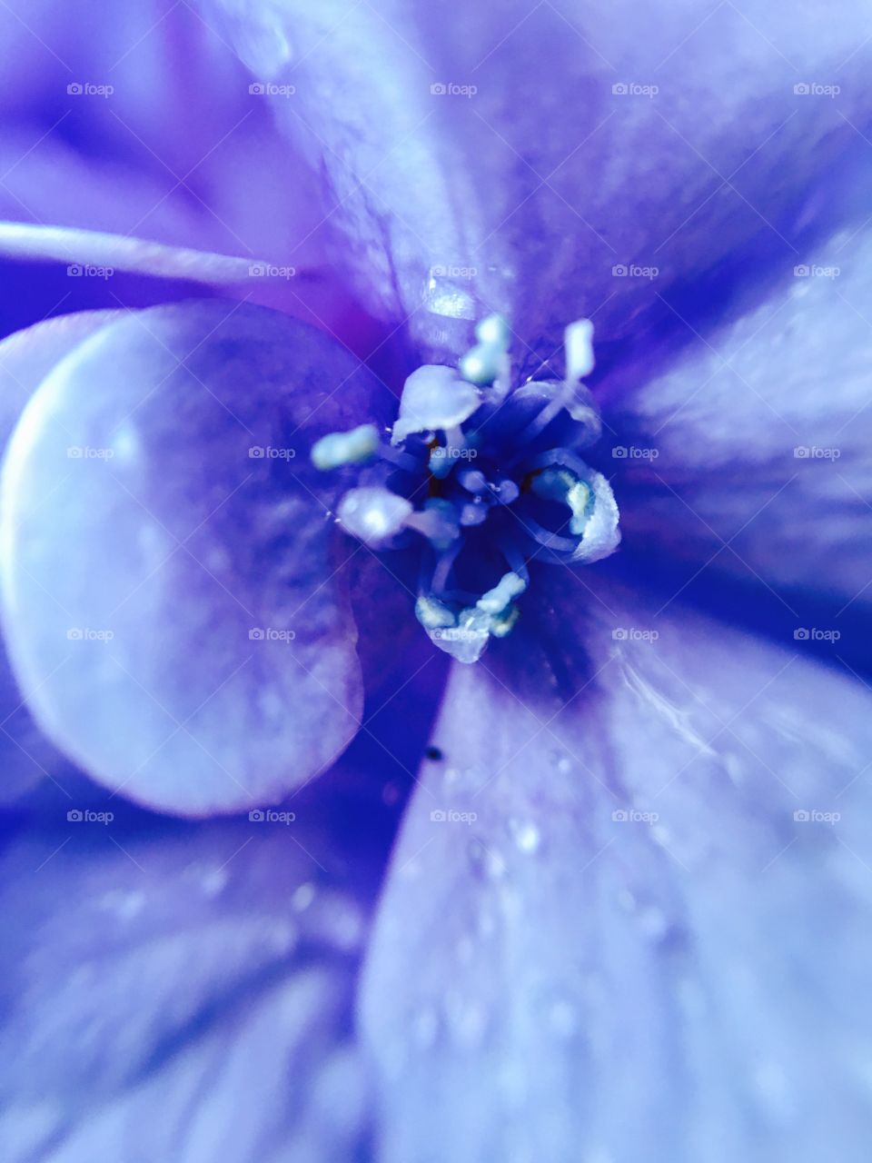 Raindrops on the pistil  and stamen of a purple flower.
