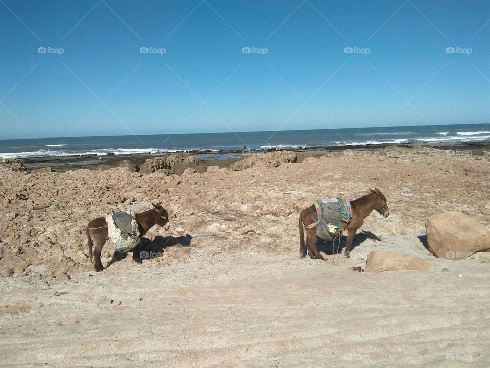 a donkeys are  near the beach.