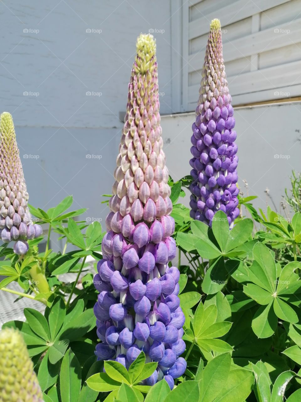 Lupine Flower