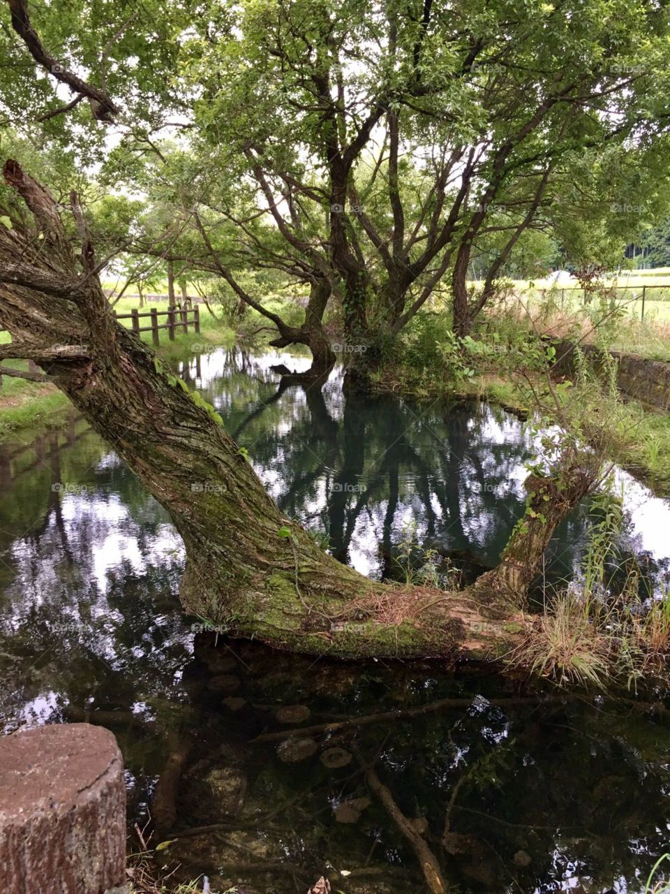 Natureza no Japão