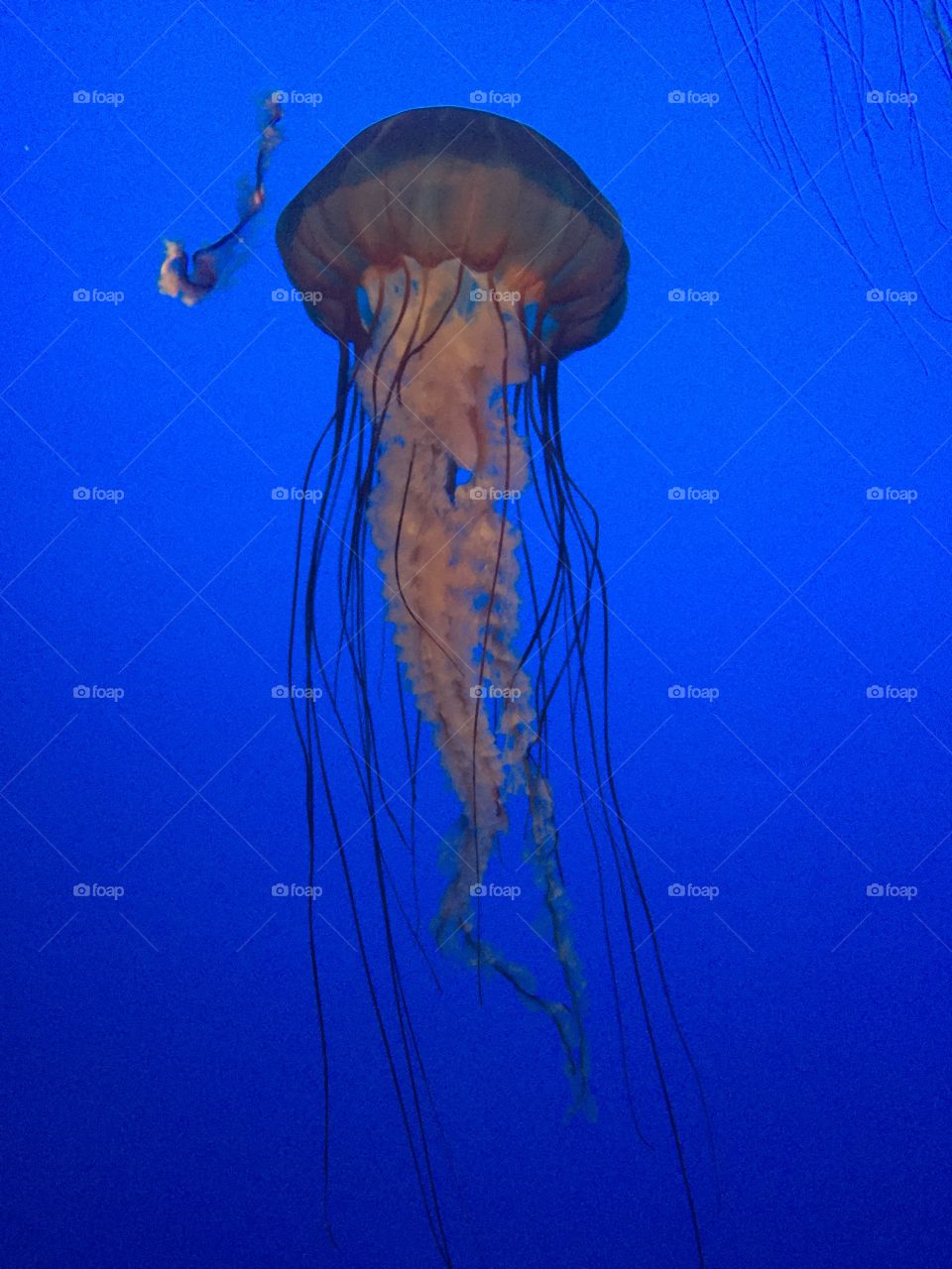 Jellyfish 